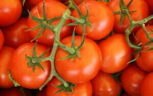 paradajz-plodovi-paradajza