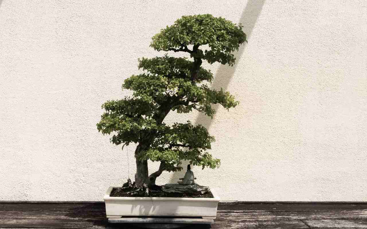 Bonsai drvo | Nega i uzgoj bonsai drveta | Agromagazin