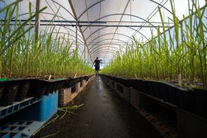 Čovek u plasteniku.